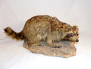 USED: ANTIQUE TAXIDERMY MOUNTED LOUISIANA BLONDE RACCOON