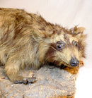 USED: ANTIQUE TAXIDERMY MOUNTED LOUISIANA BLONDE RACCOON