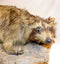 USED: ANTIQUE TAXIDERMY MOUNTED LOUISIANA BLONDE RACCOON