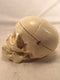 Skeleton Skull life size teaching model