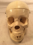 Skeleton Skull life size teaching model